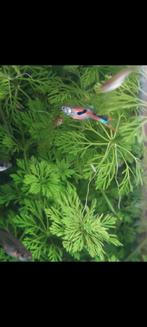 Endler guppen 25 stuks € 5 ( gemengd )zie beschrijving, Dieren en Toebehoren, Vissen | Aquariumvissen, Vis