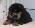 Mini Bearface Pomeriaan/Pomeranian Reutje aanwezig in NL, Dieren en Toebehoren, 15 weken tot 1 jaar, Reu, Buitenland, Meerdere
