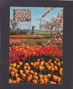 Maximumkaart Bloemenexport - Molen (590), Postzegels en Munten, Postzegels | Nederland, Verzenden