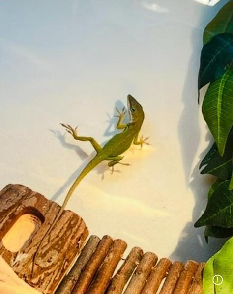 2 anolissen, Dieren en Toebehoren, Reptielen en Amfibieën