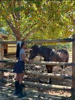 Gezocht: lief verzorgpaard in almere, 1 paard of pony