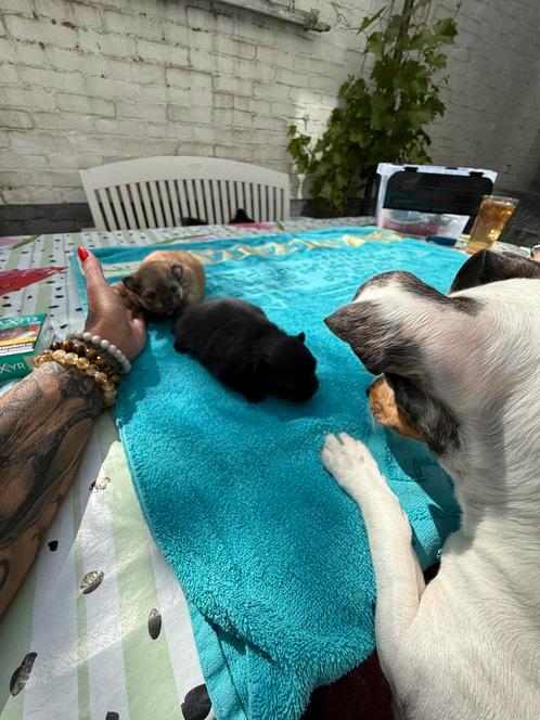 Pomeriaan puppy merle kleur, Dieren en Toebehoren, Honden | Chihuahua's en Gezelschapshonden, Teef, Overige rassen, Particulier