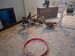 4 hume fazanten kuikens, Dieren en Toebehoren, Pluimvee, Geslacht onbekend, Kip