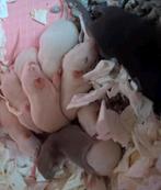❤️Tamme Gezins Rittens Ratjes🐁❤️🥰 Agouti Albino Solid, Dieren en Toebehoren, Knaagdieren, Rat, Meerdere dieren, Tam, Oktober