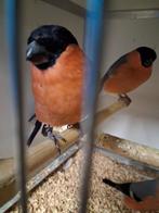 Meerdere groffe goudvinken koppels en losse mannen, Meerdere dieren, Geringd