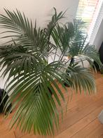Goudpalm kamerplant, Huis en Inrichting, Kamerplanten, Palm, 150 tot 200 cm, In pot, Ophalen
