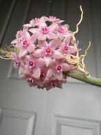 Hoya hanhiae pink met peduncles, Ophalen of Verzenden, Overige soorten, Halfschaduw, Minder dan 100 cm