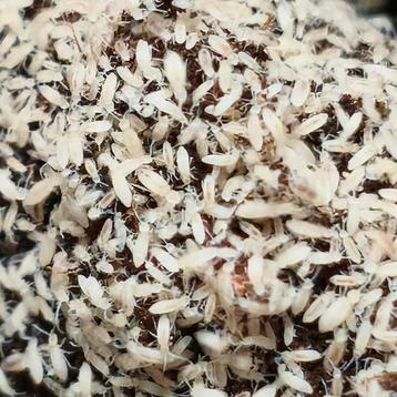 Topkwaliteit springstaarten, kom kijken in onze kwekerij  beschikbaar voor biedingen