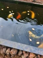 Circa 10 koi karpers van 40 tot 65a70cm, Dieren en Toebehoren, Vissen | Vijvervissen, Karper of Koi