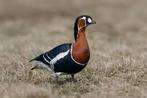 Roodhals gans man, Dieren en Toebehoren, Mannelijk, Gans of Zwaan