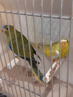Koppel  elegant  parkiet, Meerdere dieren, Parkiet