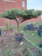 JUNIPERUS-VORMSNOEI, Tuin en Terras, Planten | Struiken en Hagen, Ophalen, Overige soorten, Struik, 100 tot 250 cm