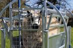 Klauwbekapbox kantelbaar Schaap/Geit, Meerdere dieren, Schaap