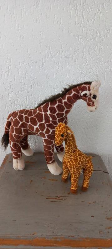 Twee prachtige giraffen beschikbaar voor biedingen
