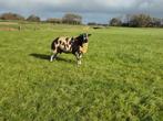 Overjarige bonte dekram, Dieren en Toebehoren, Schapen, Geiten en Varkens, Mannelijk, Schaap, 3 tot 5 jaar
