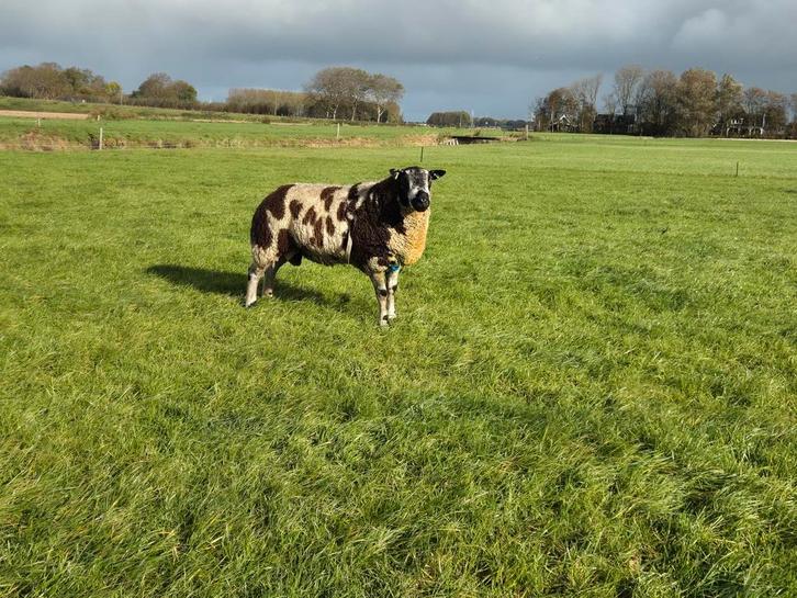 Overjarige bonte dekram, Dieren en Toebehoren, Schapen, Geiten en Varkens, Schaap, Mannelijk, 3 tot 5 jaar