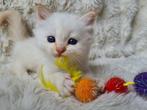 Heilige Birmaan kittens met stamboom, Dieren en Toebehoren, Katten en Kittens | Raskatten | Langhaar, Meerdere dieren, Gechipt