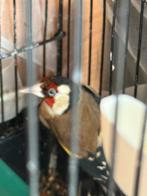 Parva putter, Mannelijk, Wildzangvogel