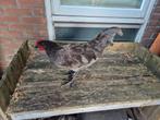 2 mooie australorp hanen, Dieren en Toebehoren, Pluimvee, Mannelijk, Kip