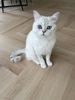 Britse Korthaar Silver Shaded, Dieren en Toebehoren, Katten en Kittens | Raskatten | Korthaar, Kater, Gechipt, 0 tot 2 jaar