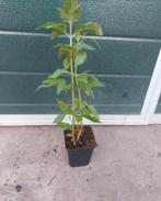 Eupatorium cannabinum, Volle zon, Vaste plant, Zomer, Ophalen