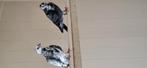 Jong koppel figurita duiven, Dieren en Toebehoren, Vogels | Duiven, Meerdere dieren, Overige soorten