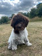 Lagotto Romagnolo pup, Overige rassen, CDV (hondenziekte), 8 tot 15 weken, Teef