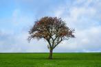 Boom en Groenverzorging, Tuin en Terras, Planten | Bomen, Ophalen of Verzenden, Volle zon, Overige soorten