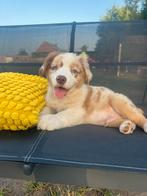 Australian shepherd pups, Dieren en Toebehoren, België, Particulier, CDV (hondenziekte), 8 tot 15 weken
