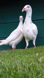 Te koop, Dieren en Toebehoren, Vogels | Duiven, Mannelijk