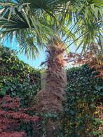 chinese palm / palmboom ca 1.90 hoog excl blad, Tuin en Terras, Planten | Bomen, Ophalen, Palmboom, 100 tot 250 cm