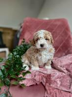 🤎🧡Prachtige kleine maltipoo pups 🤎🧡, Dieren en Toebehoren, Honden | Chihuahua's en Gezelschapshonden, Poedel, CDV (hondenziekte)