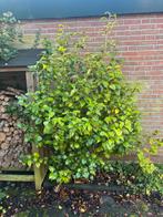 Camelia, rood/rose bloemen, goed gebloeid / gratis, Ophalen of Verzenden, Overige soorten, 100 tot 250 cm