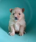 Raszuiver pomeriaan pup meisje beschikbaar, Keeshond, 8 tot 15 weken, Teef, Parvo