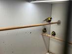 Te koop: kleine cuba vinken, Dieren en Toebehoren, Vogels | Overige Vogels, Meerdere dieren