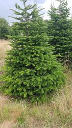 Kerstbomen, Ophalen of Verzenden