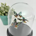 Vlinders in mooie grote stolp op zwart plateau (taxidermy), Ophalen of Verzenden