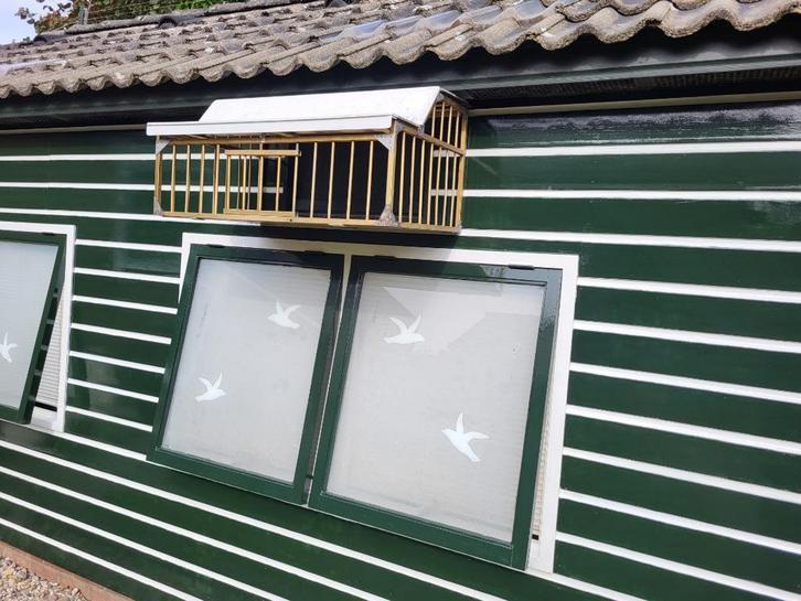 Postduiven, Dieren en Toebehoren, Vogels | Duiven, Postduif, Meerdere dieren