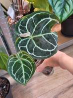 Anthurium crystallinum, Huis en Inrichting, Kamerplanten, Ophalen of Verzenden, Overige soorten, Minder dan 100 cm