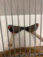 Charcoal zebravinken, Dieren en Toebehoren, Vogels | Overige Vogels, Meerdere dieren, Geringd