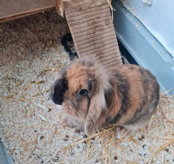 Rammetje 2 jaar oud, Dieren en Toebehoren, Konijnen, Dwerg, Mannelijk
