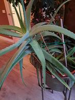 Aloe Vera, ruim 1m doorsnee, zonder ompot en standaard, Huis en Inrichting, Kamerplanten, Ophalen, Vetplant, Minder dan 100 cm