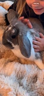 Lief konijn met hok, Dieren en Toebehoren, Mannelijk, Hangoor, 0 tot 2 jaar