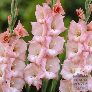 Gladiool lichtroze beschikbaar voor biedingen
