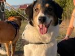 Ontmoet Piper – een vrolijke, zelfverzekerde knuffelkont!, Particulier, Rabiës (hondsdolheid), Buitenland, Teef