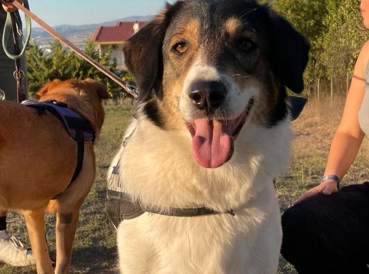 Ontmoet Piper – een vrolijke, zelfverzekerde knuffelkont!, Dieren en Toebehoren, Honden | Niet-rashonden, Groot, Teef, Particulier