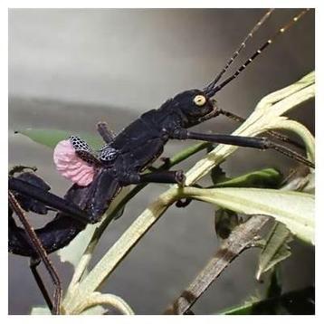 Eitjes wandelende tak: Peruphasma schultei 'Pink Wing' beschikbaar voor biedingen
