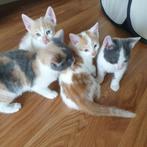 Super lieve kittens!, Dieren en Toebehoren, Katten en Kittens | Overige Katten, Meerdere dieren