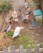 Loopeenden juni 2025, Meerdere dieren, Eend