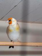 Putter man witkop., Mannelijk, Bastaard